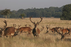 Stag in Richmond Park