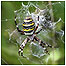 Wasp Spider c/o London Wetlands WWT and Anne/Chris Algar