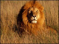 Leões e outros felinos deste porte se separaram do resto da linhagem antes