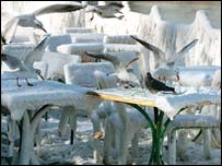 Чайки в Севастополі. Фото УНІАН