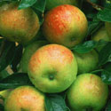 Malus sylvestris var. domestica ‘Cox’s Orange Pippin’, Apple