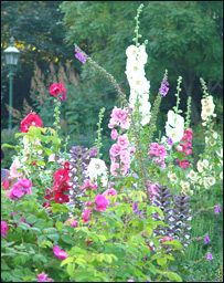 قطره و ستره