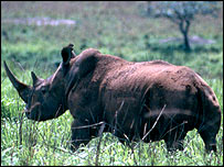 کرگدن سفيد شمالی