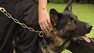 полицейская собака