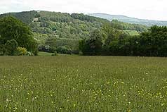 Wildflower Meadow - Wenlock Edge