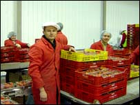 Пакувальні цехи