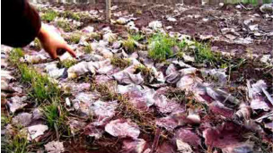 中国土壤污染严重