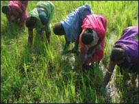 खेती-किसानी