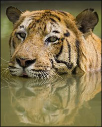 शेर (फ़ाइल फ़ोटो)