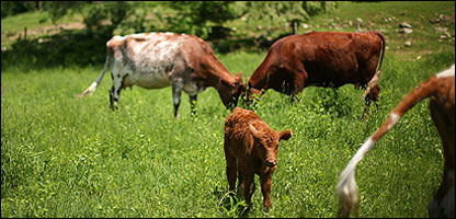 خوراکه  حيوانات