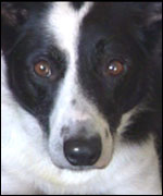 Tess the border collie