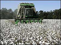 برداشت پنبه در آمریکا