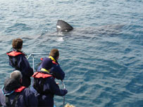 Basking Sharks by Matt McLeod