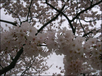 عکس از مرسده شیخ 