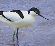 An avocet on the Exe