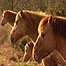 Hickling  Broad (Image: Ponies)