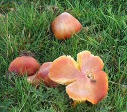 Waxcaps