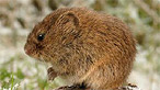 Skomer vole