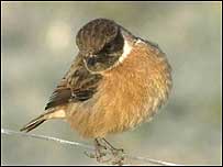 Stonechat