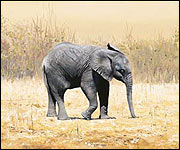 Innocence II by Pip McGarry