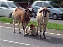 ښارونه او مالداري 