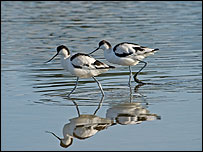 Avocets