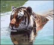 Wild At Heart by Pip McGarry