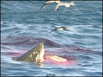 Imagem: Animal Park, Wild On The West Coast, BBC