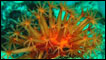Coral, Foto: Advanced Imaging and Visualization Laboratory at Woods Hole Oceanographic Institution
