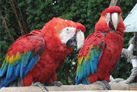 Macawiaid yn Sŵ Mynydd Bae Colwyn