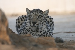 An arabian leopard in Oman. (c) Tessa McGregor