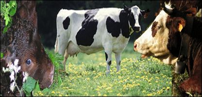 دم کردن گاو