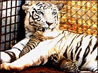 रिनी जिसके लिए एक सफ़ेद बाघ की ज़रुरत है