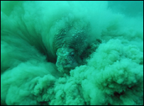 Morsa se alimentando no fundo do mar