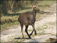 Sika deer