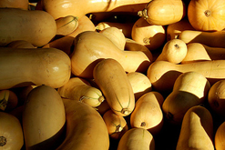 Butternut Squash