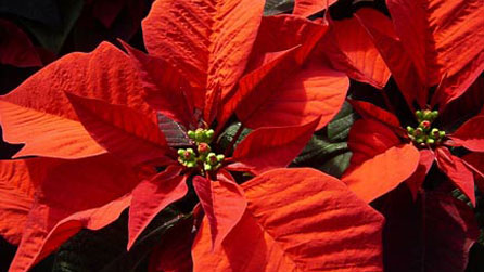 Poinseta