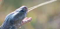 Spitting cobra