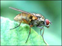 مگس ناقل مکروب