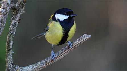 Great tit. Photo: Rowan Castle