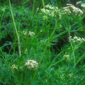 Coriandrum sativum, Coriander