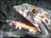 ميگو دهان ماهی را تميز می کند