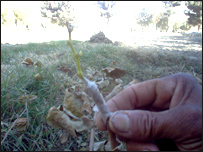 پيوند انگور