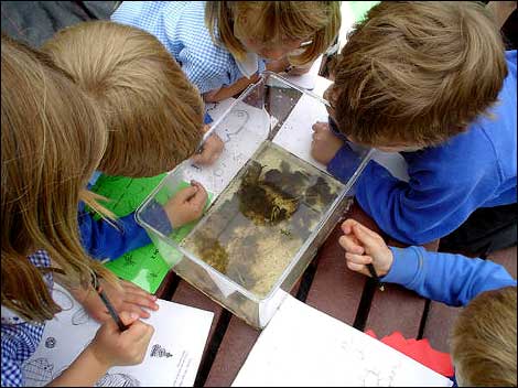 Schoolchildren looking at wildlife 470
