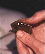 A transmitter being fitted to a pipistrelle for radio tracking