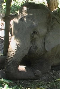 अरूंधति