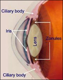 ساختمان چشم