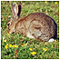 Moorland activities (Image: Rabbit)