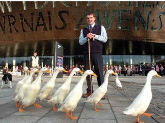 Quackpack o flaen Canolfan y Mileniwm