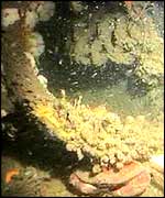 Images from the wreck